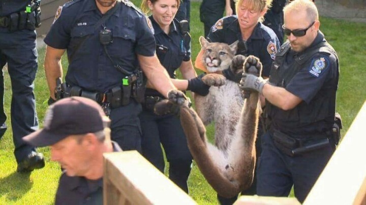 캐나다 길고양이 수준ㄷㄷ | 인스티즈