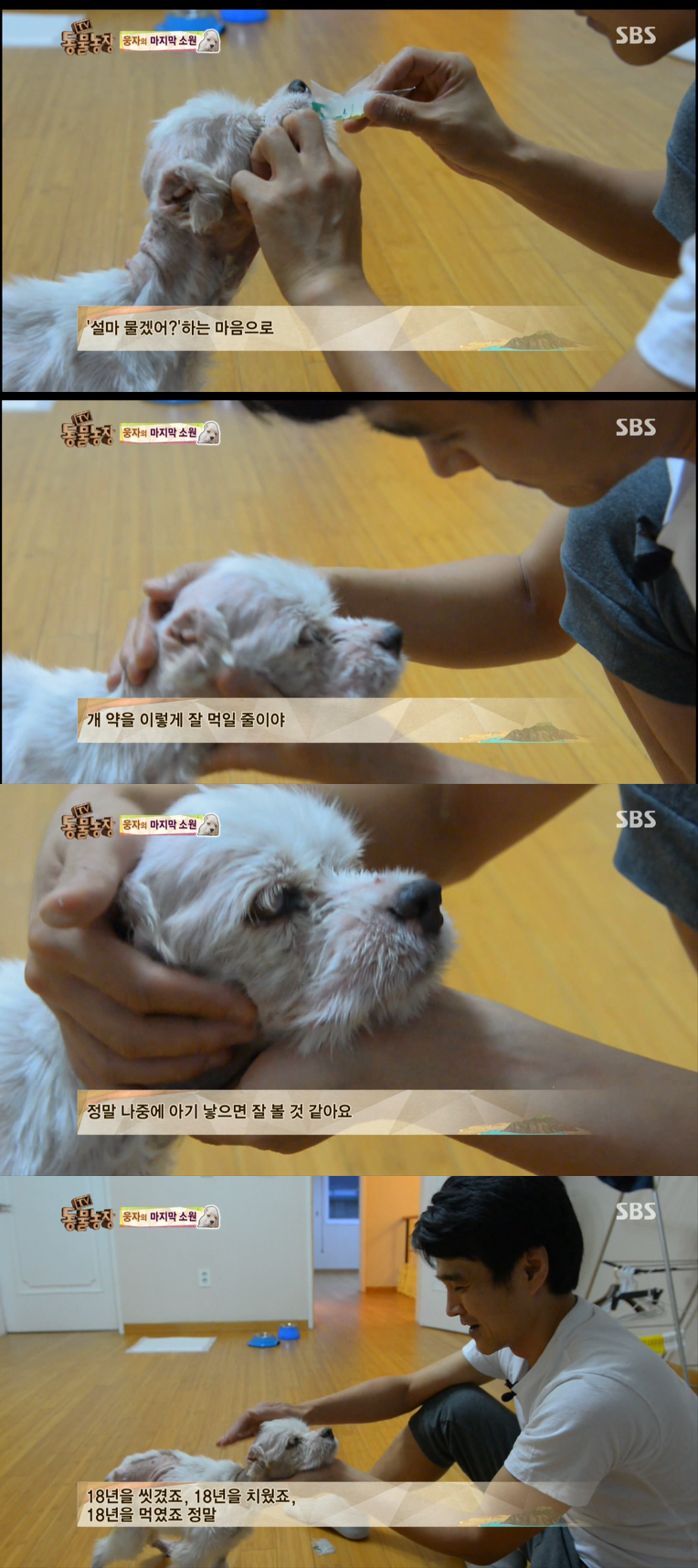 동물농장이 낳은 최고의 스타견 웅자 근황 | 인스티즈