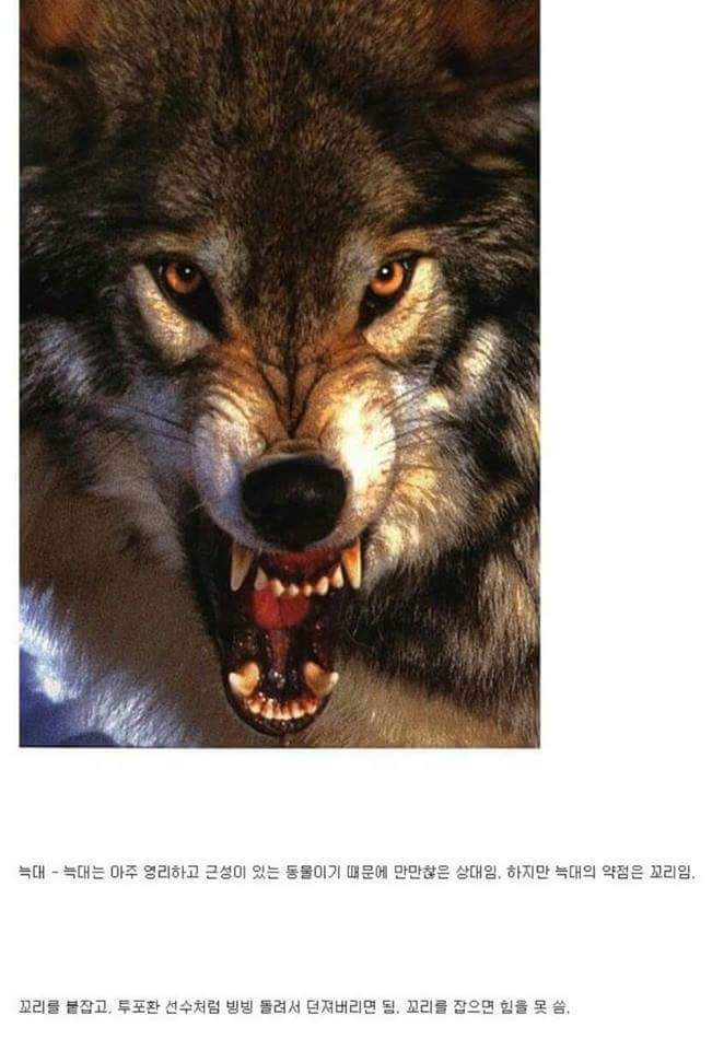각 동물과의 1대1싸움공략법.JPG (유용정보) | 인스티즈