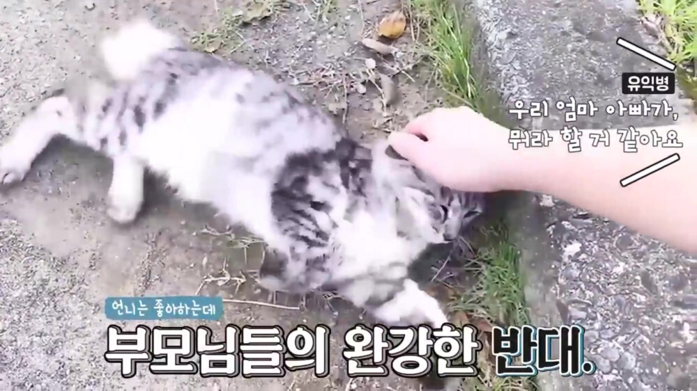 [스압주의] 일본인 캣맘 유튜버 1편 - 포크레인으로 마당 갈아엎음 | 인스티즈
