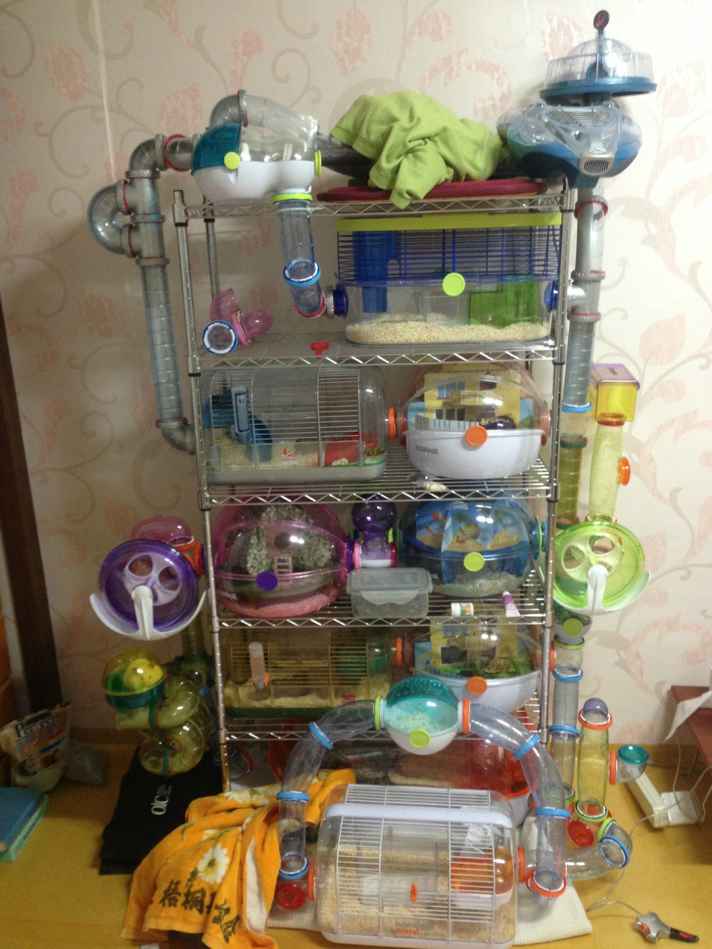 햄스터에 대해 사람들이 오해하는 사실 | 인스티즈