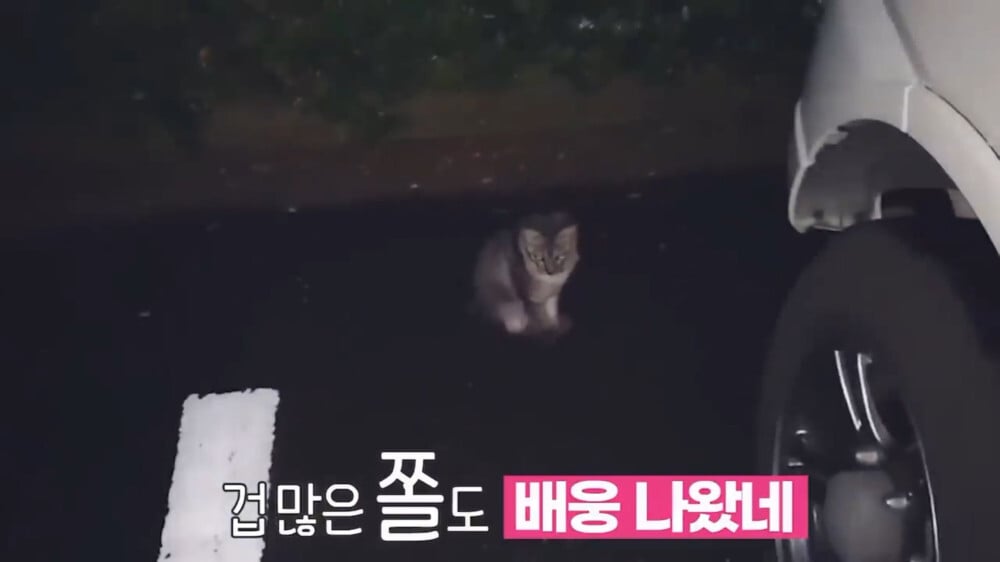[스압주의] 일본인 캣맘 유튜버 1편 - 포크레인으로 마당 갈아엎음 | 인스티즈