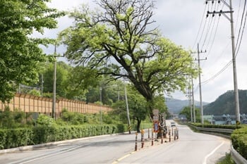 안동 귀신나무 | 인스티즈