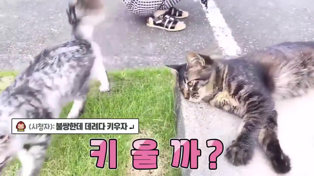 [스압주의] 일본인 캣맘 유튜버 1편 - 포크레인으로 마당 갈아엎음 | 인스티즈