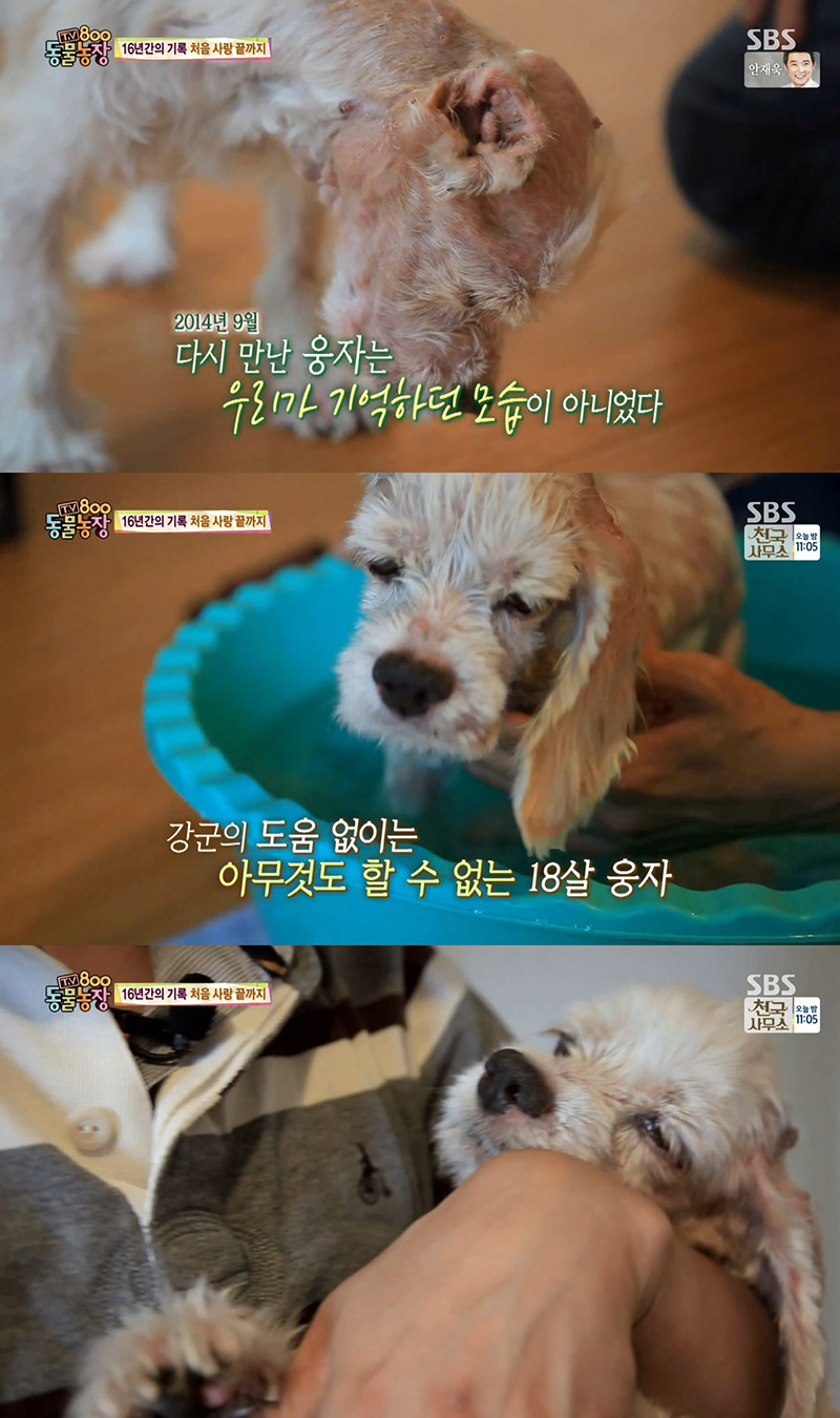 동물농장이 낳은 최고의 스타견 웅자 근황 | 인스티즈