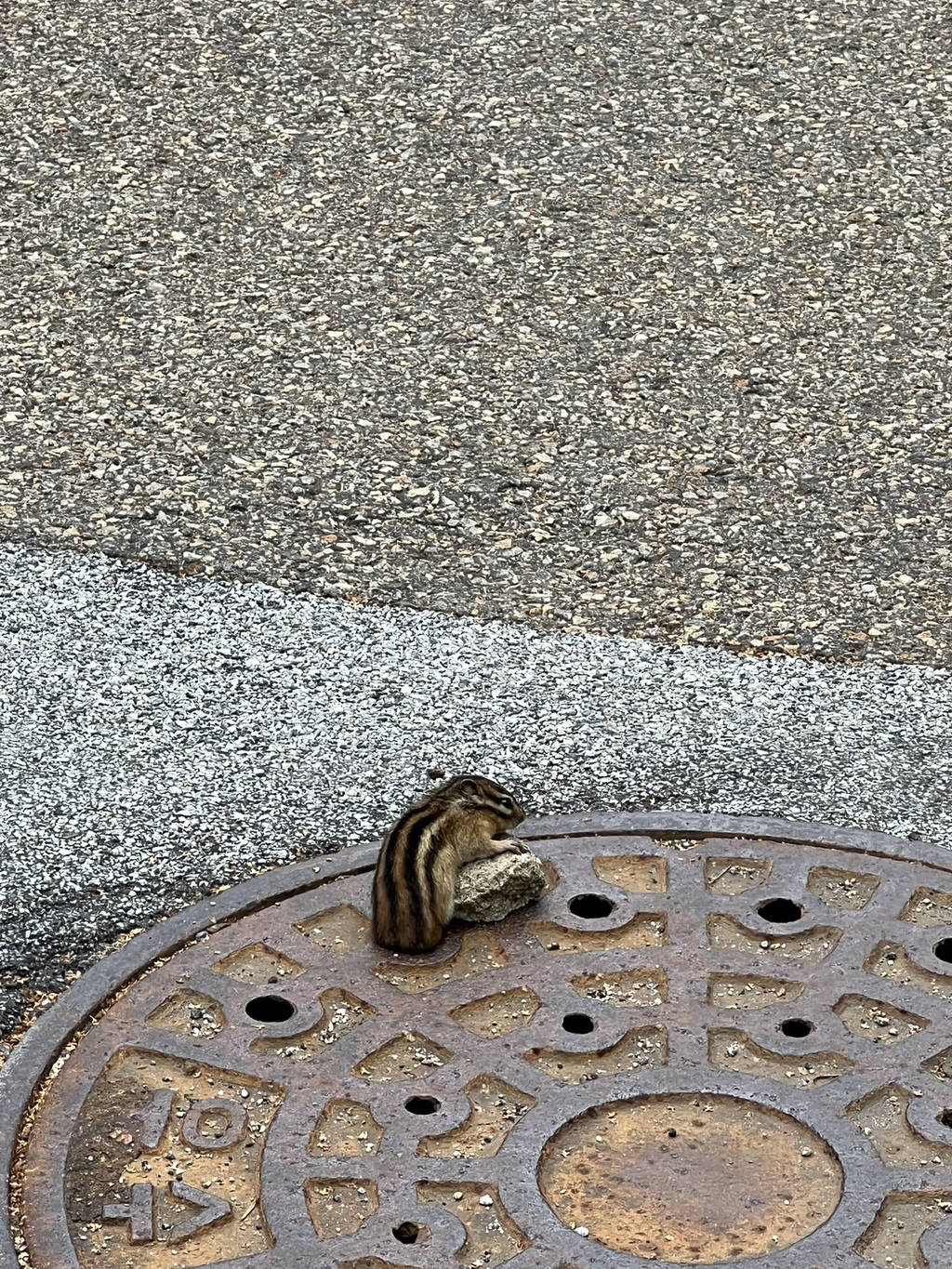 예전에 지나가다가 하수구에서 계속 못 빠져나오는 다람쥐를 본 적이 있슨.twt | 인스티즈