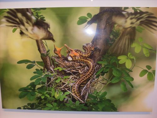 누가 새를 개나리 가지에 붙여놨다고 함 | 인스티즈