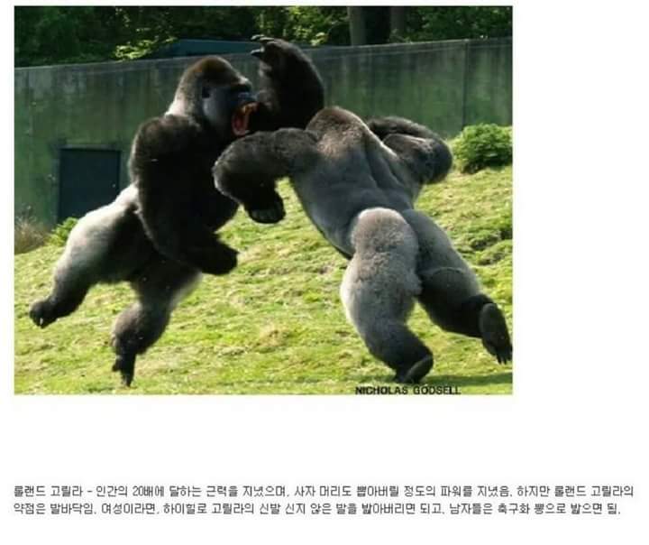 각 동물과의 1대1싸움공략법.JPG (유용정보) | 인스티즈
