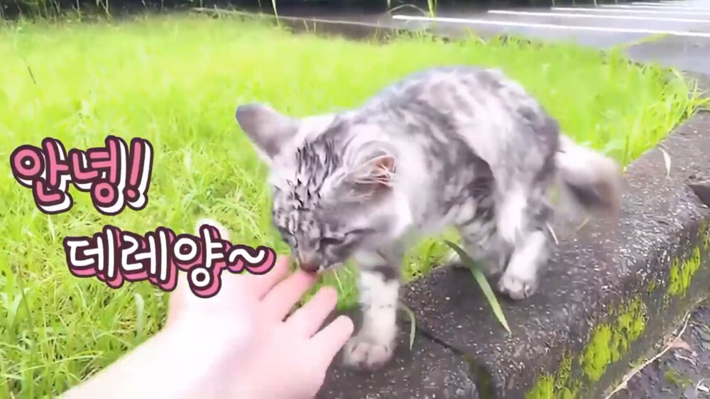 [스압주의] 일본인 캣맘 유튜버 1편 - 포크레인으로 마당 갈아엎음 | 인스티즈