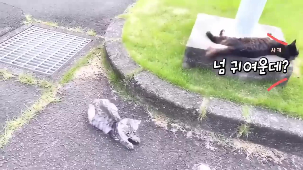 [스압주의] 일본인 캣맘 유튜버 1편 - 포크레인으로 마당 갈아엎음 | 인스티즈