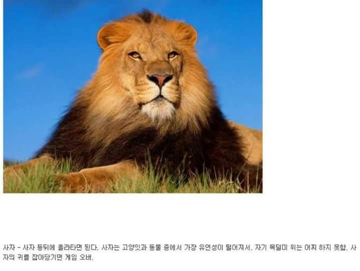 각 동물과의 1대1싸움공략법.JPG (유용정보) | 인스티즈