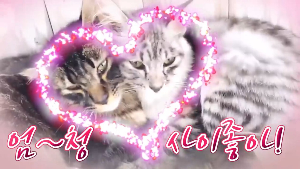 [스압주의] 일본인 캣맘 유튜버 1편 - 포크레인으로 마당 갈아엎음 | 인스티즈