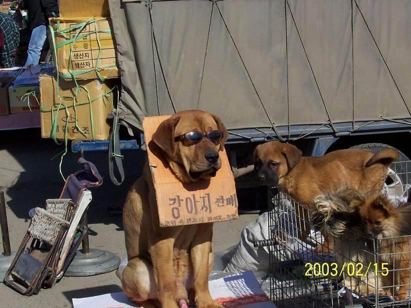 14년전 강아지 판매 짤.jpg | 인스티즈