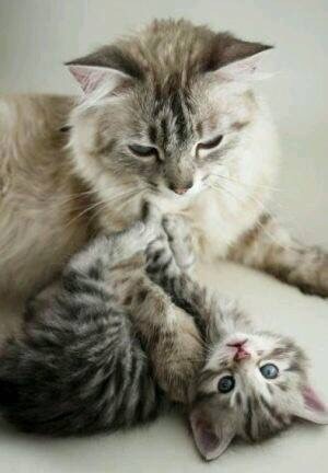 엄마고양이와 아기고양이.jpgif | 인스티즈