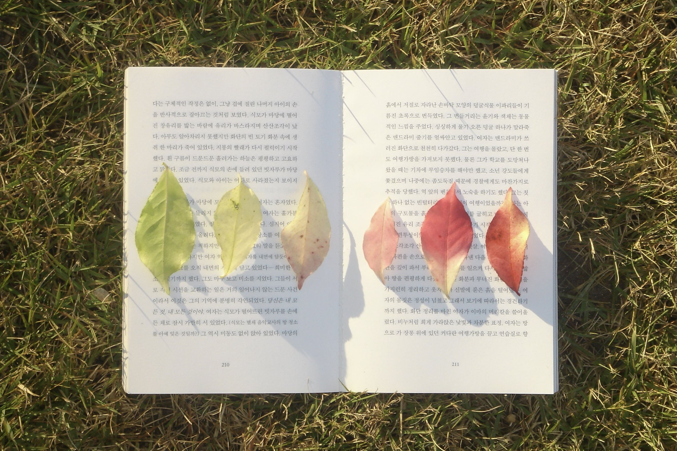 얘들아이것좀봐........... 다 같은 나무에서 떨어진 잎이야 너무 그림같아.twt | 인스티즈