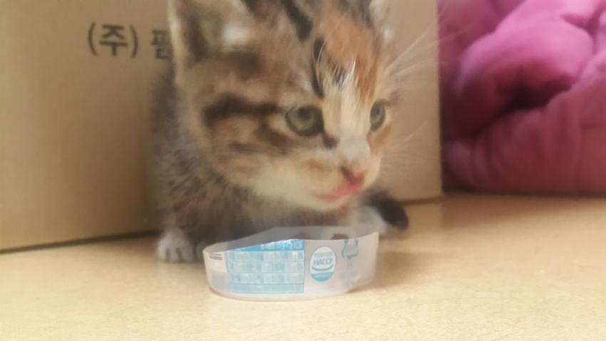 회사 물류창고에서 고양이 득템..jpg | 인스티즈