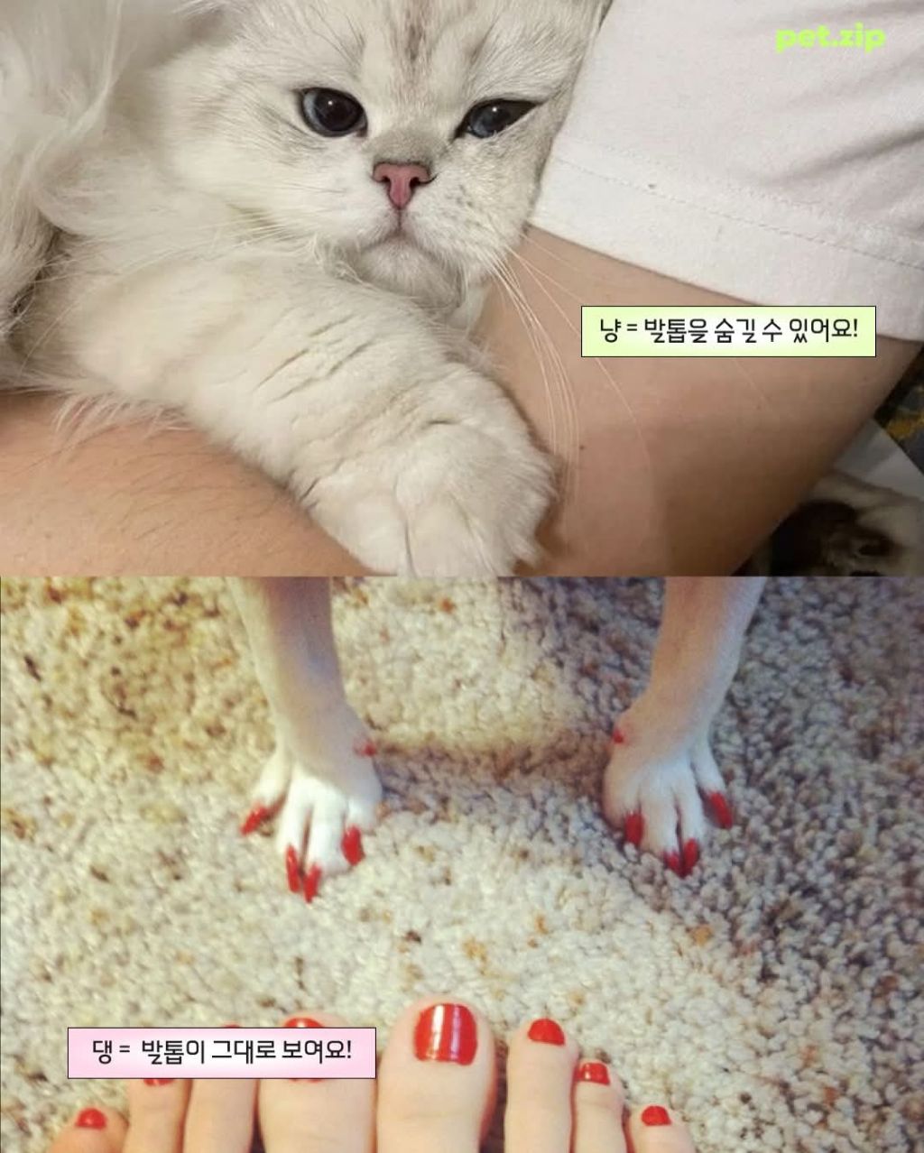 강아지와 고양이 결정적 차이점 | 인스티즈