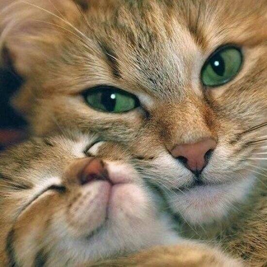 엄마고양이와 아기고양이.jpgif | 인스티즈