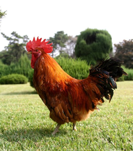 다 사랑하는 남자가 있었던 그리스 로마 신화 남신들 | 인스티즈