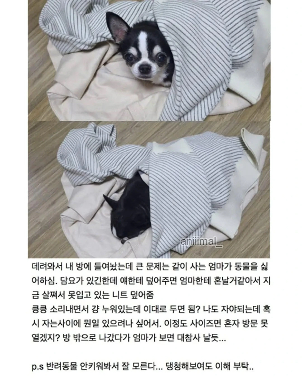 아파트에 웬 댕댕이가 돌아다니는데 어캄? | 인스티즈