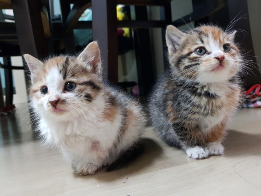 회사 물류창고에서 고양이 득템..jpg | 인스티즈