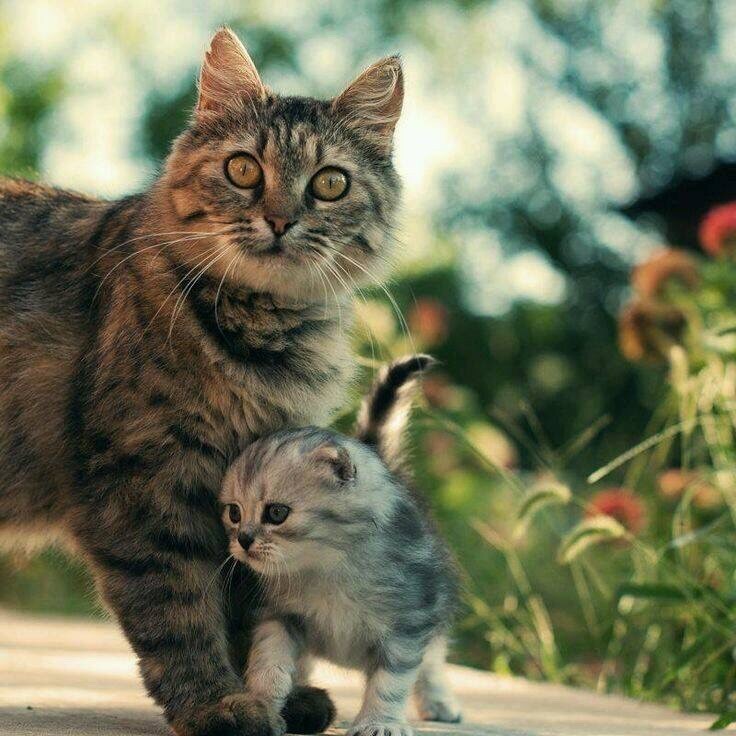 엄마고양이와 아기고양이.jpgif | 인스티즈
