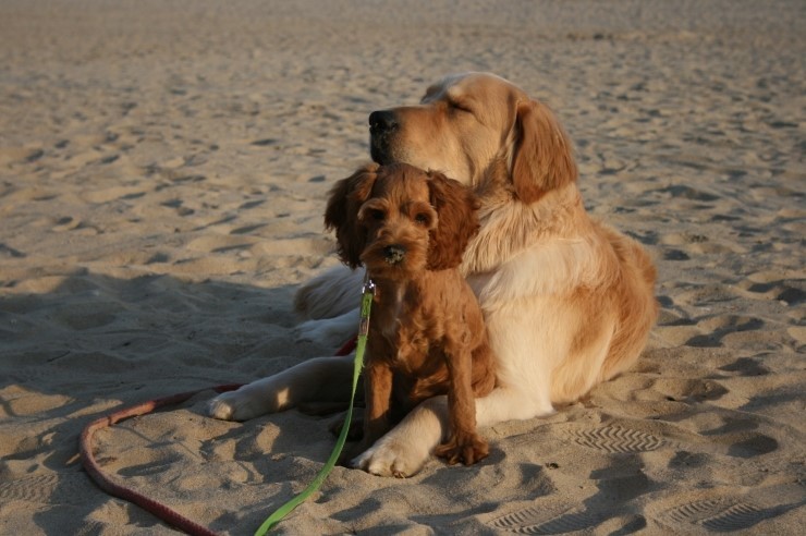 견종 이야기 - 푸들 | 인스티즈