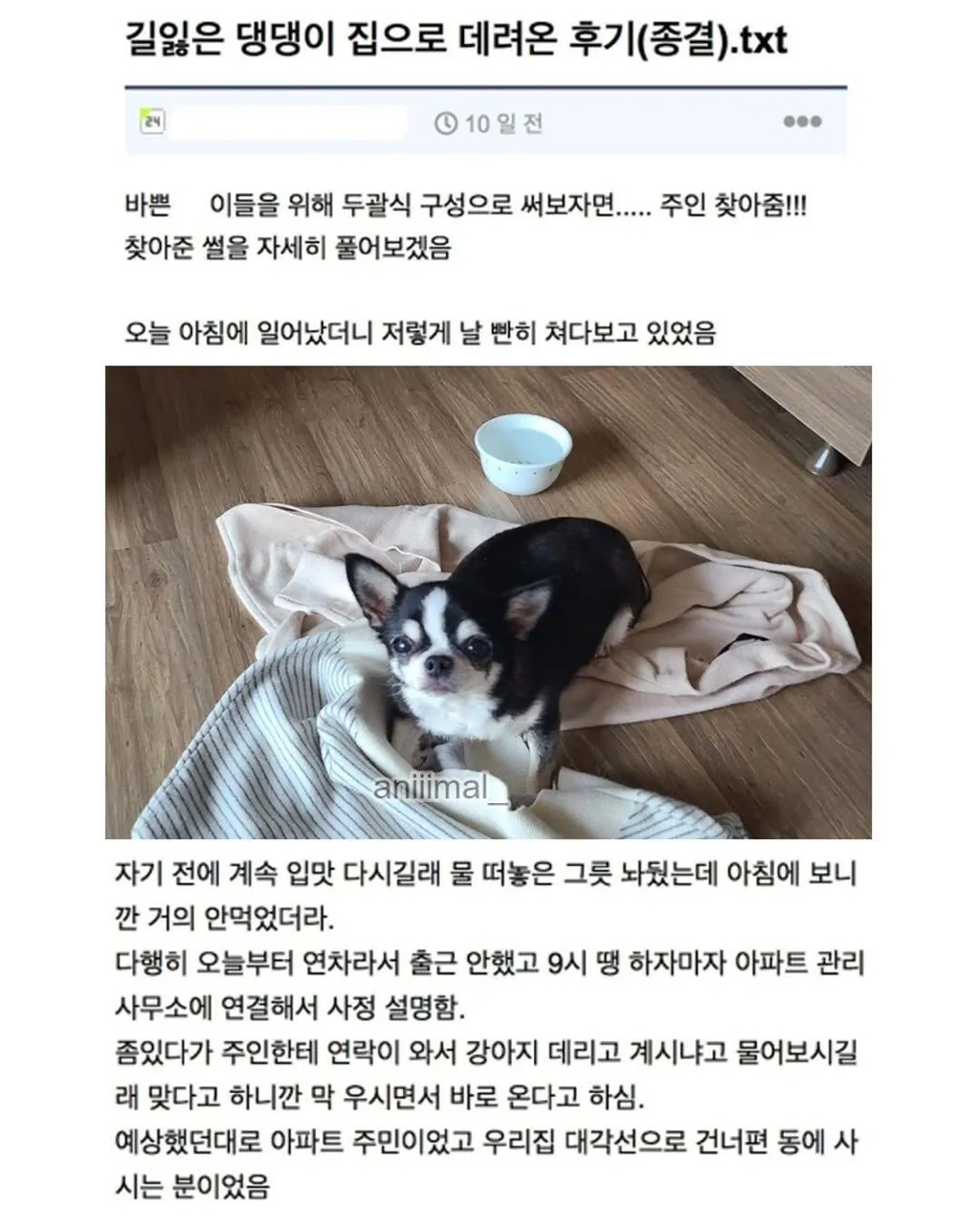 아파트에 웬 댕댕이가 돌아다니는데 어캄? | 인스티즈
