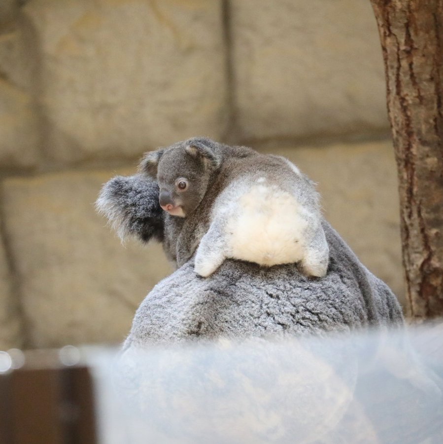 당신은 아기 코알라의 엉덩이를 본 적이 있습니까? | 인스티즈