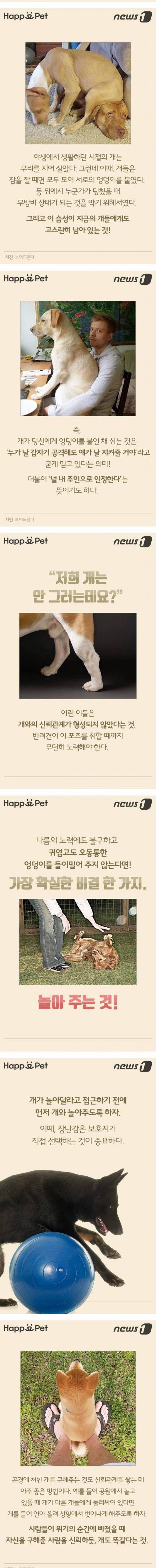 개가 펑퍼짐한 엉덩이를 들이대는 이유 | 인스티즈