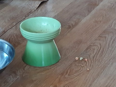 강아지들 자기 취향있는거 너무 귀여운 달글 | 인스티즈