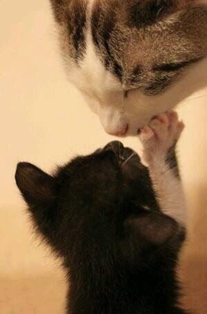 엄마고양이와 아기고양이.jpgif | 인스티즈