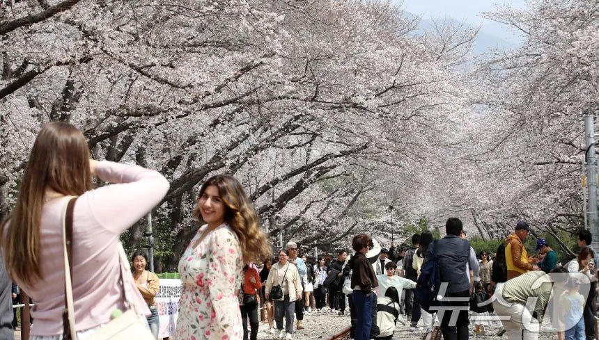 오늘자 진해군항제 벚꽃 풍경 | 인스티즈