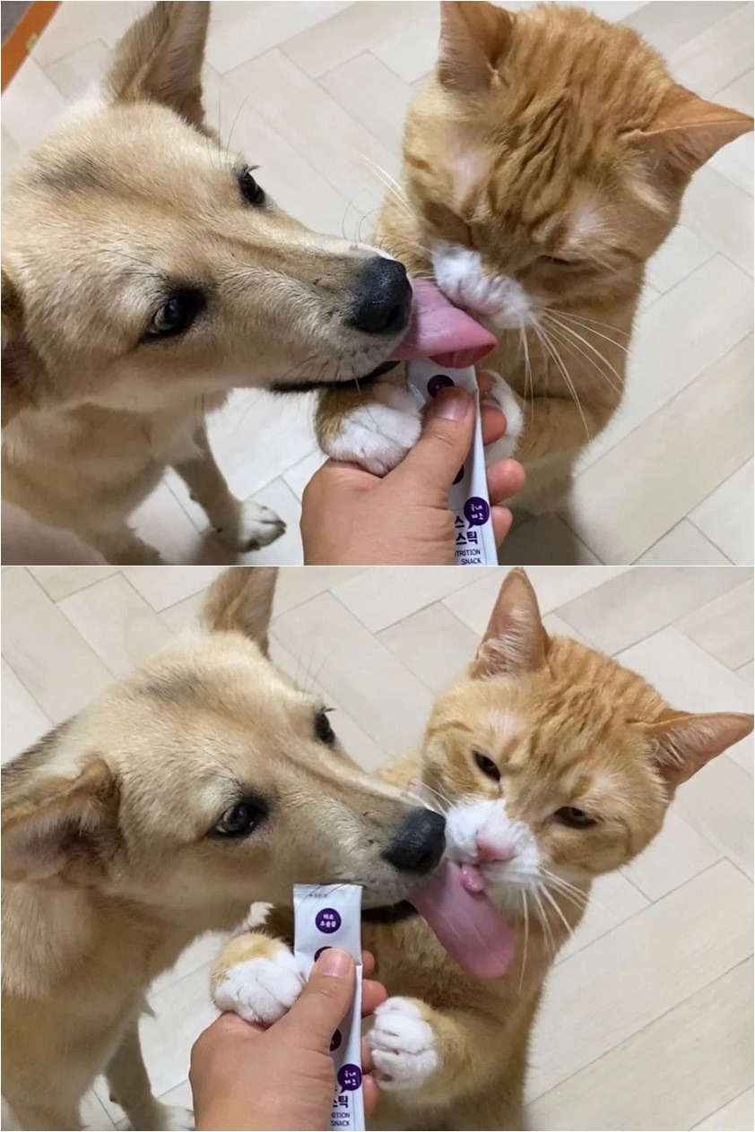 강아지와 고양이 혀 크기 차이.jpg | 인스티즈