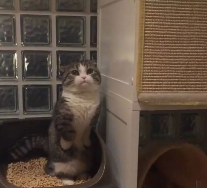 변비걸린 고양이 | 인스티즈