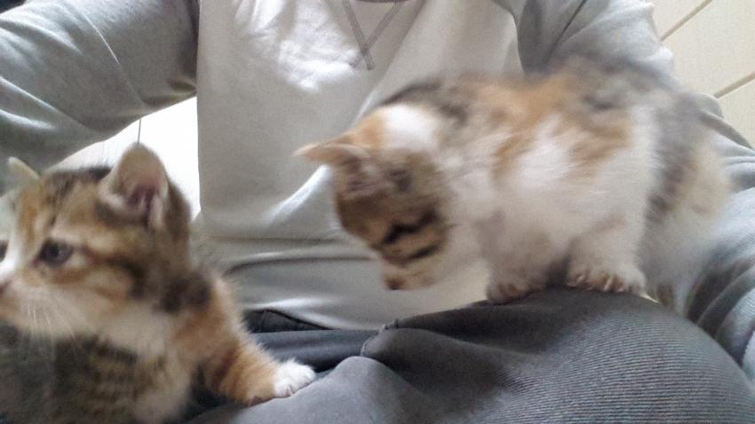 회사 물류창고에서 고양이 득템..jpg | 인스티즈