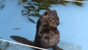 아기 비버가 자기 통통한 배 씻는 모습 꼭 봐주라 | 인스티즈