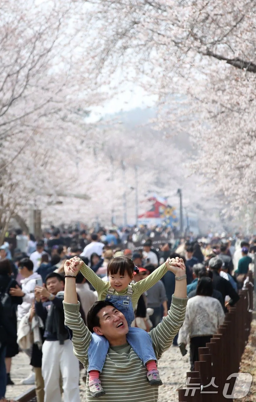 오늘자 진해군항제 벚꽃 풍경 | 인스티즈