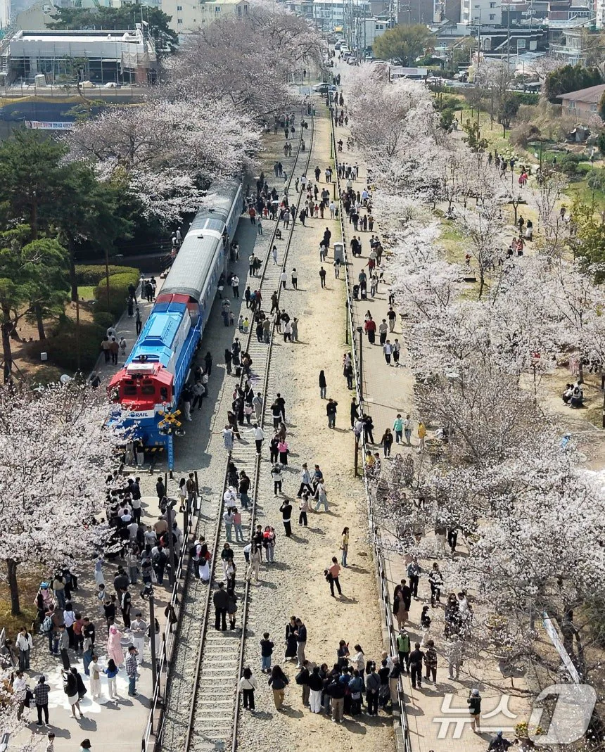 오늘자 진해군항제 벚꽃 풍경 | 인스티즈