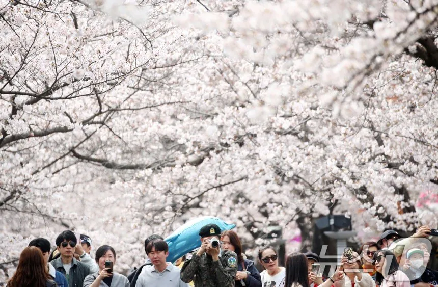 오늘자 진해군항제 벚꽃 풍경 | 인스티즈