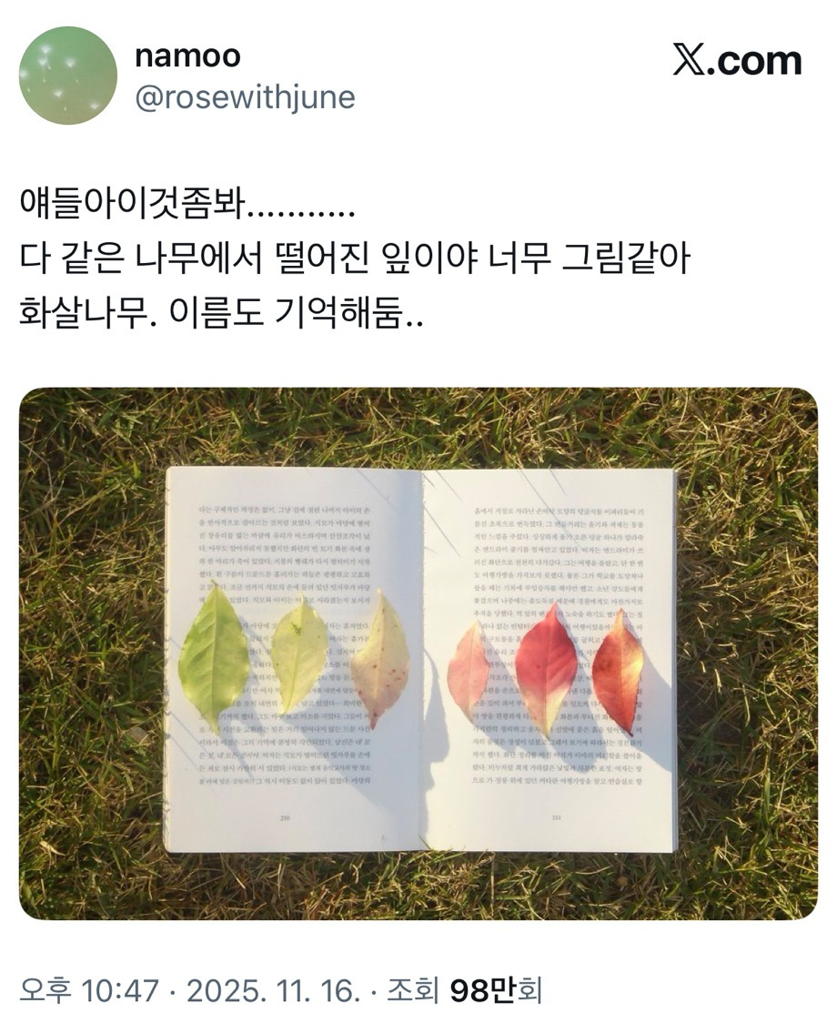 얘들아이것좀봐........... 다 같은 나무에서 떨어진 잎이야 너무 그림같아.twt | 인스티즈