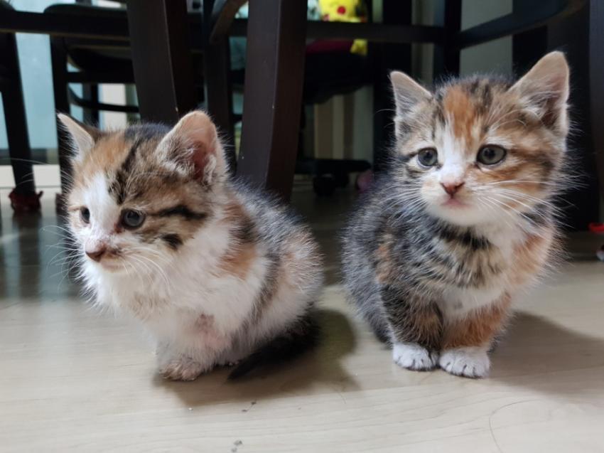 회사 물류창고에서 고양이 득템..jpg | 인스티즈