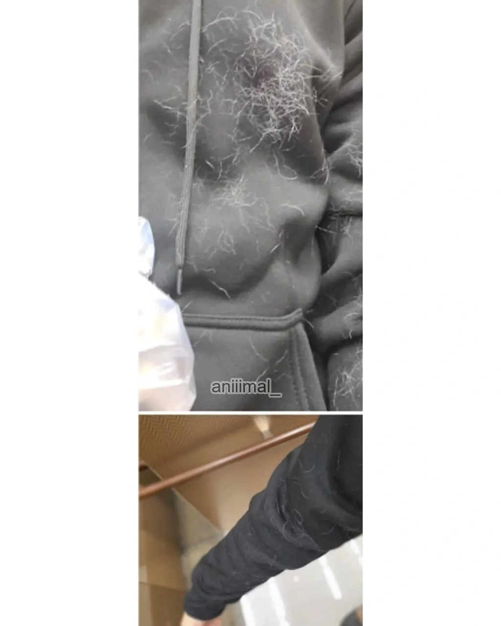 아파트에 웬 댕댕이가 돌아다니는데 어캄? | 인스티즈