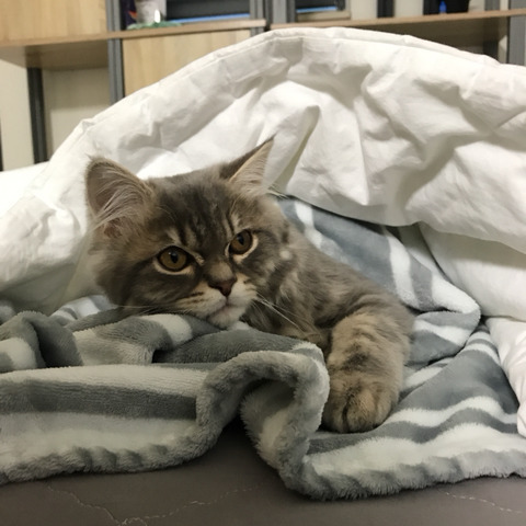 [천안아산역와이시티근처] 고양이를 찾습니다. 도와주세요 | 인스티즈