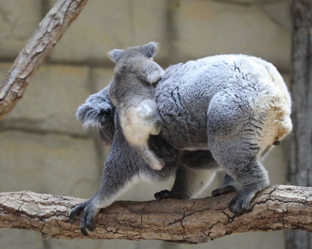당신은 아기 코알라의 엉덩이를 본 적이 있습니까? | 인스티즈