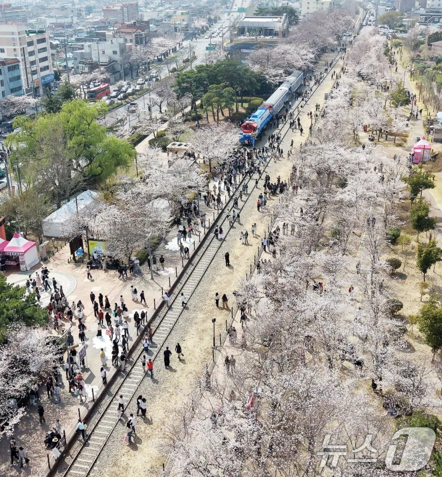 오늘자 진해군항제 벚꽃 풍경 | 인스티즈