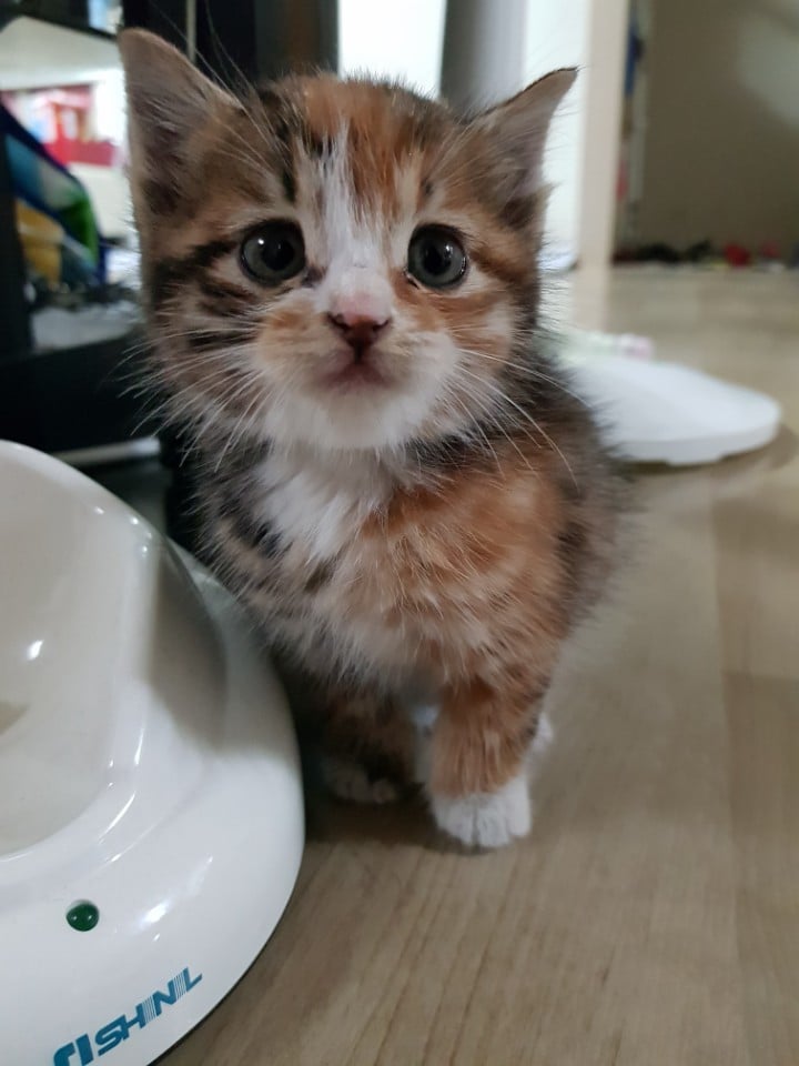 회사 물류창고에서 고양이 득템..jpg | 인스티즈