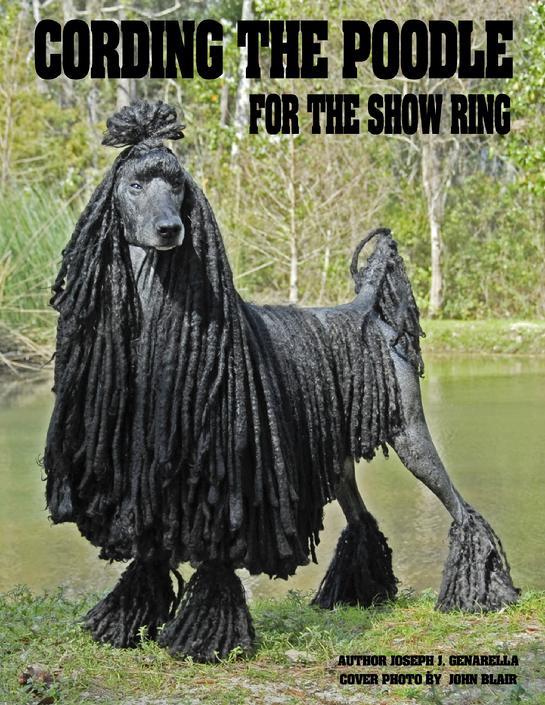 견종 이야기 - 푸들 | 인스티즈