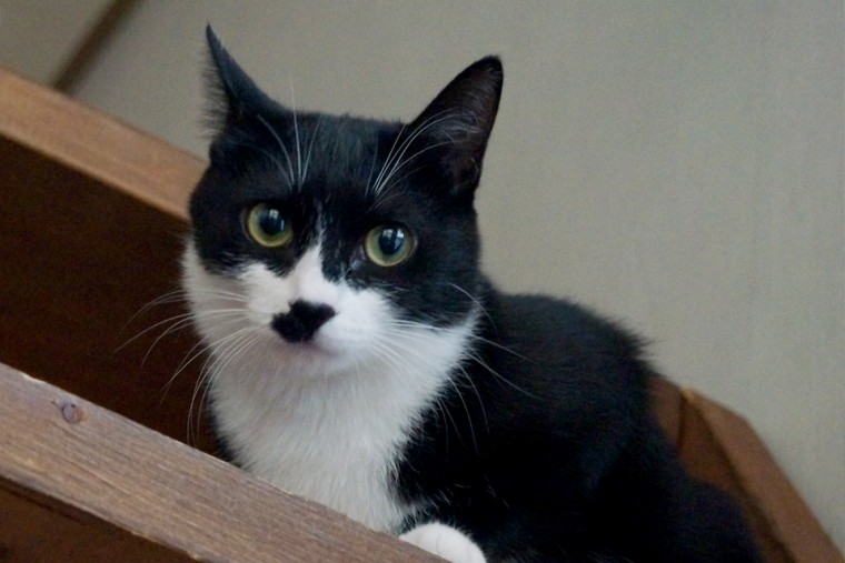 코숏의 종류와 성격을 알아보자 | 인스티즈