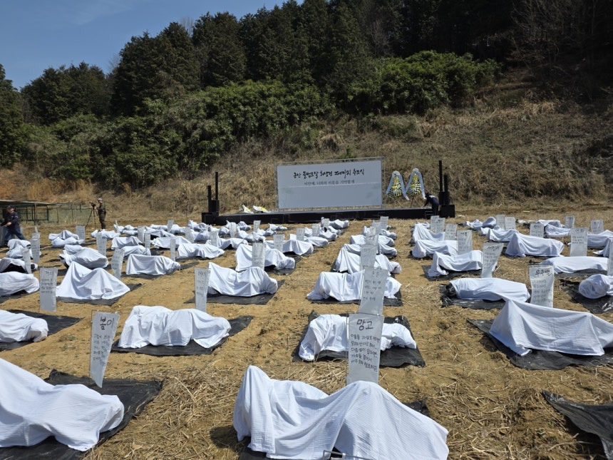 "개들을 위한 최소한 도리”… 불법도살 이후 방치된 사체, 수의 입히고 장례식 | 인스티즈